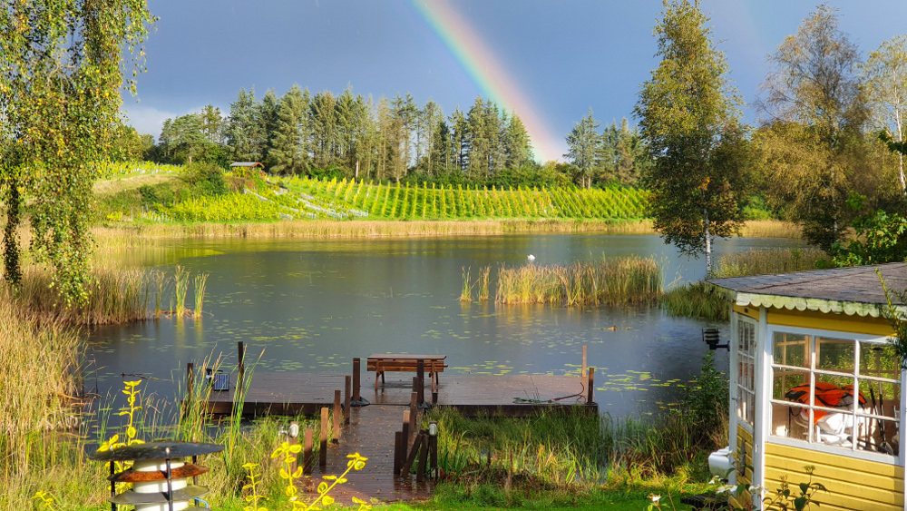 Skærsøgaard Vineyard Skærsøgaard
